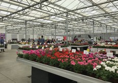 PAC presenteerde haar varieteiten op de locatie van Westhoff in Südlohn-Oeding, Duitsland.